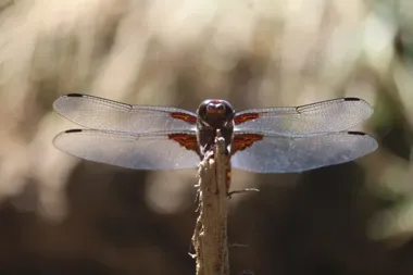 Dwie fotografie Mileny Skiby wśród najlepszych na ogólnopolskiej wystawie