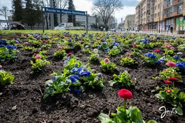 Jasło rozkwita przed świętami – w parku i na skwerach pojawiły się tysiące kwiatów