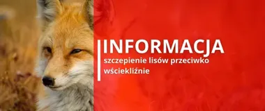 Na Podkarpaciu rusza akcja przeciw wściekliźnie. Lisom rozłożą szczepionkę